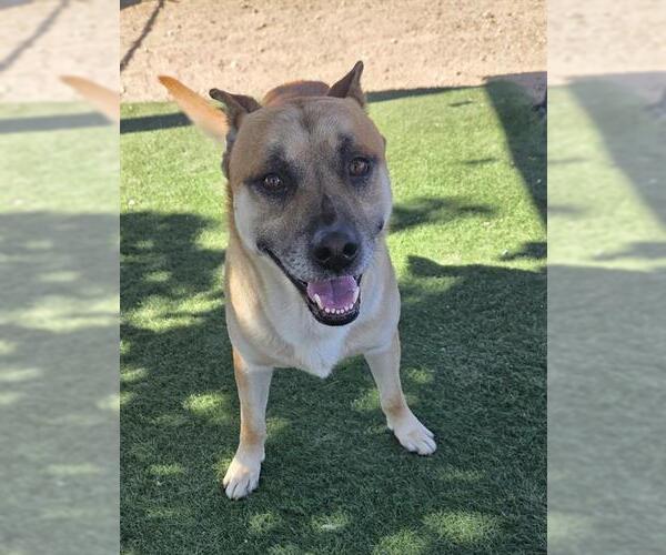 Medium Photo #1 German Shepherd Dog Puppy For Sale in HESPERIA, CA, USA