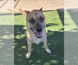 German Shepherd Dog Dogs for adoption in HESPERIA, CA, USA