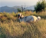 Small Photo #19 Anatolian Shepherd-Great Pyrenees Mix Puppy For Sale in AGOURA HILLS, CA, USA
