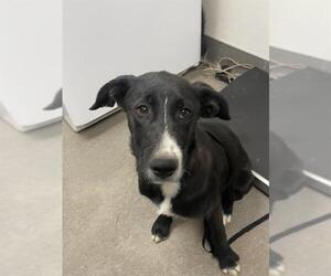 Labrador Retriever-Unknown Mix Dogs for adoption in HESPERIA, CA, USA