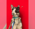 Small #3 German Shepherd Dog