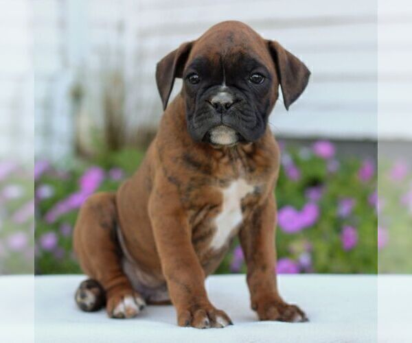 Medium Photo #4 Boxer Puppy For Sale in GORDONVILLE, PA, USA