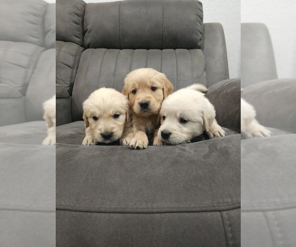 Medium Photo #4 Golden Retriever Puppy For Sale in ELVERTA, CA, USA
