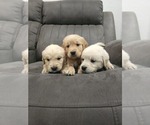 Small #3 Golden Retriever