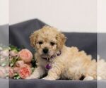 Small Photo #1 Cavapoo Puppy For Sale in ANNVILLE, PA, USA