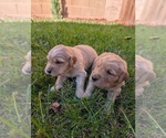 Small #9 Golden Retriever