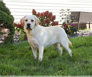 Mother of the Labrador Retriever puppies born on 12/26/2025