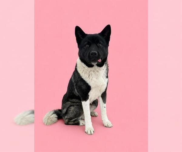 Medium Photo #2 Akita Puppy For Sale in HESPERIA, CA, USA