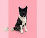 Small #1 Akita
