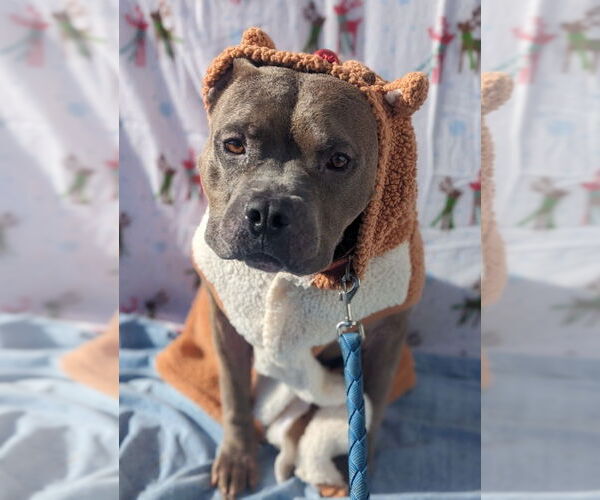 Medium Photo #3 American Staffordshire Terrier-Unknown Mix Puppy For Sale in Richmond, IN, USA