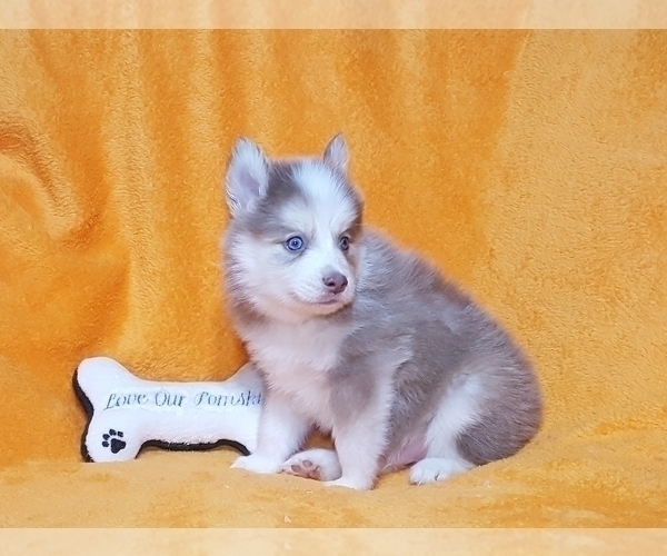 Medium Photo #27 Pomsky Puppy For Sale in RAMONA, CA, USA