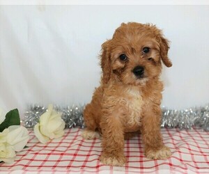 Cavapoo Puppy for sale in FREDERICKSBG, OH, USA