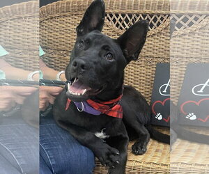 Mutt Dogs for adoption in Rockaway, NJ, USA