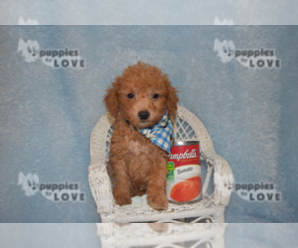 Full screen Photo #8 Poodle (Toy) Puppy For Sale in SANGER, TX, USA