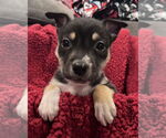 Small #10 American Staffordshire Terrier-Siberian Husky Mix