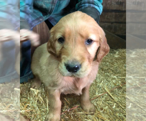 Golden Irish Puppy for sale in VAN BUREN, IN, USA
