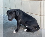 Small #1 German Shepherd Dog Mix