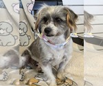 Small Shih Tzu Mix