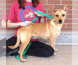 Erica - Female Dachshund-Unknown Mix Dog for Adoption - Photo #2