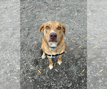 Gemma available 10/22 - Female Golden Labrador Dog for Adoption - Small photo