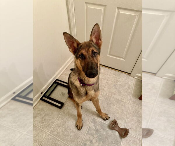 Medium Photo #11 German Shepherd Dog Puppy For Sale in Brewster, NY, USA