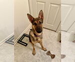Small #10 German Shepherd Dog