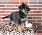 Small #5 German Shepherd Dog