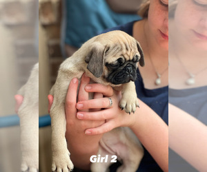 Pug Puppy for sale in FORT WORTH, TX, USA