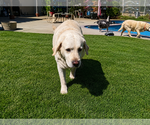 Small #1 Labrador Retriever