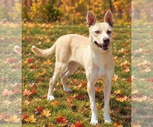 Cashmere 26/683 - Male Mutt Dog for Adoption - Photo #3