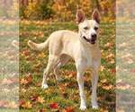 Small Photo #3 Mutt Puppy For Sale in Talladega, AL, USA