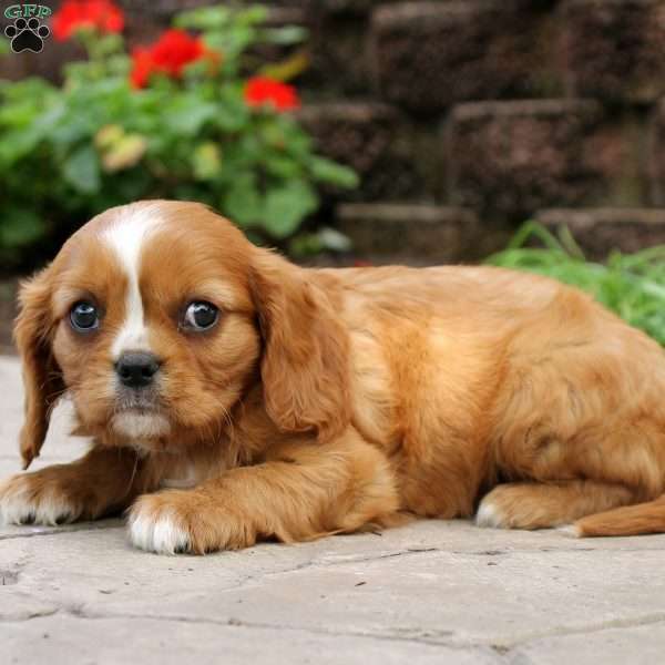 Medium Photo #1 Cavalier King Charles Spaniel Puppy For Sale in KILLINGER, PA, USA