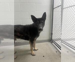 German Shepherd Dog-Unknown Mix Dogs for adoption in Pasadena, TX, USA