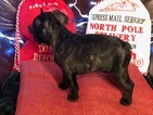 Small Photo #4 French Bulldog Puppy For Sale in PURDY, MO, USA