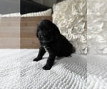 Small #8 Bernedoodle