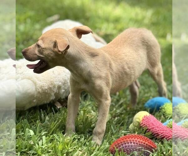 Medium Photo #4 Mutt Puppy For Sale in Yardley, PA, USA