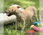Small #3 Mutt