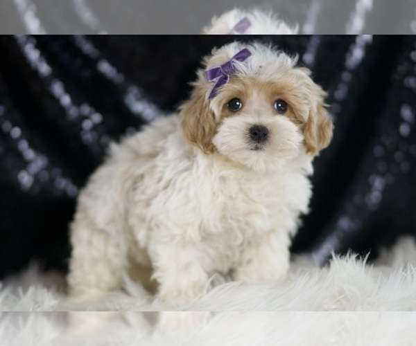 Medium Photo #3 Maltipoo Puppy For Sale in WARSAW, IN, USA