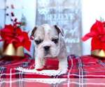 Small Photo #2 Bulldog Puppy For Sale in BLACKHAWK, CA, USA
