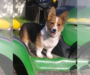 Mother of the Pembroke Welsh Corgi puppies born on 12/21/2024