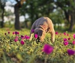 Small Photo #26 Cane Corso Puppy For Sale in BANGS, TX, USA