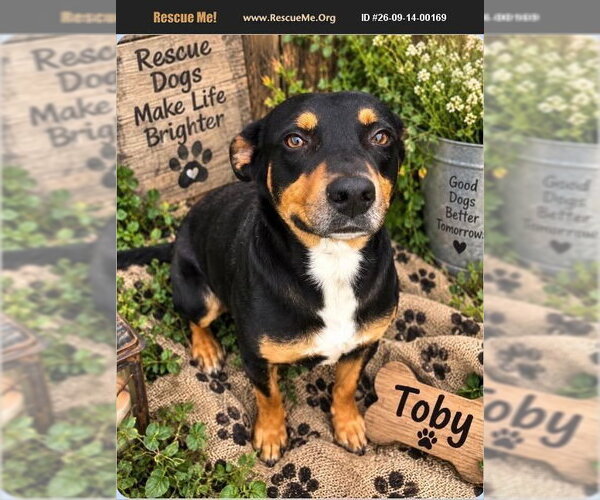 Medium Photo #1 Rottweiler Puppy For Sale in Benton, PA, USA
