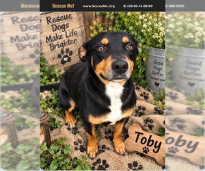 Rottweiler Dogs for adoption in Benton, PA, USA