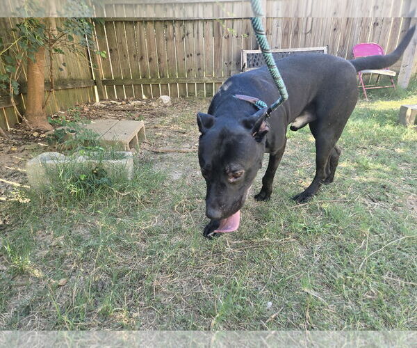 Medium Photo #3 American Staffordshire Terrier-Unknown Mix Puppy For Sale in Jackson, MS, USA