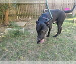 Small #2 American Staffordshire Terrier Mix