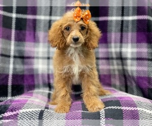 Cockapoo Puppy for sale in LAKELAND, FL, USA