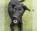 Small Labrador Retriever