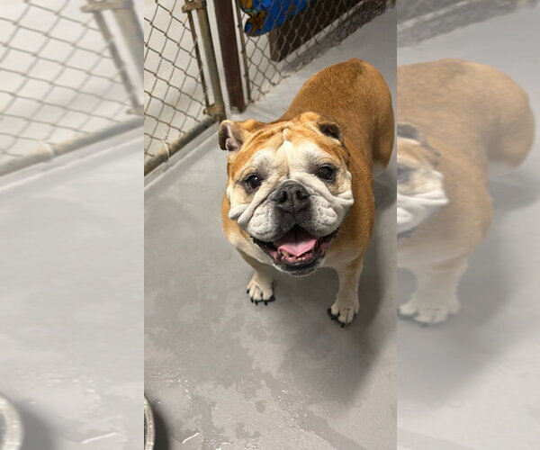 Medium Photo #4 Bulldog Puppy For Sale in Ellijay, GA, USA