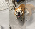 Small #3 Bulldog