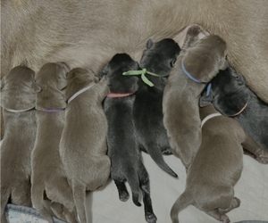 Labrador Retriever Litter for sale in ELKMONT, AL, USA